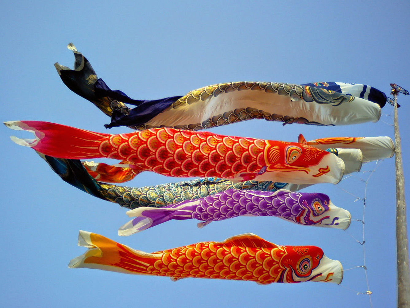 Ý Nghĩa Lá Cờ Cá Chép Koi-Nobori Ở Nhật Bản