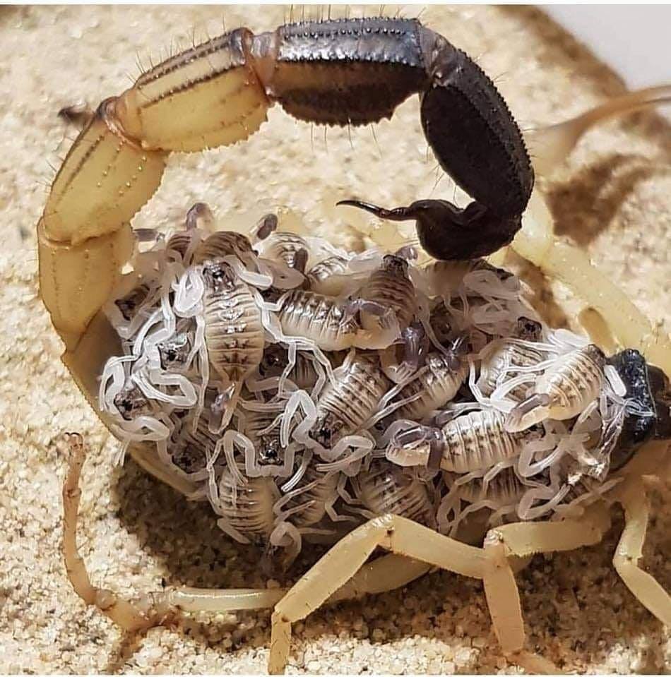 Sự thật thú vị về bọ cạp