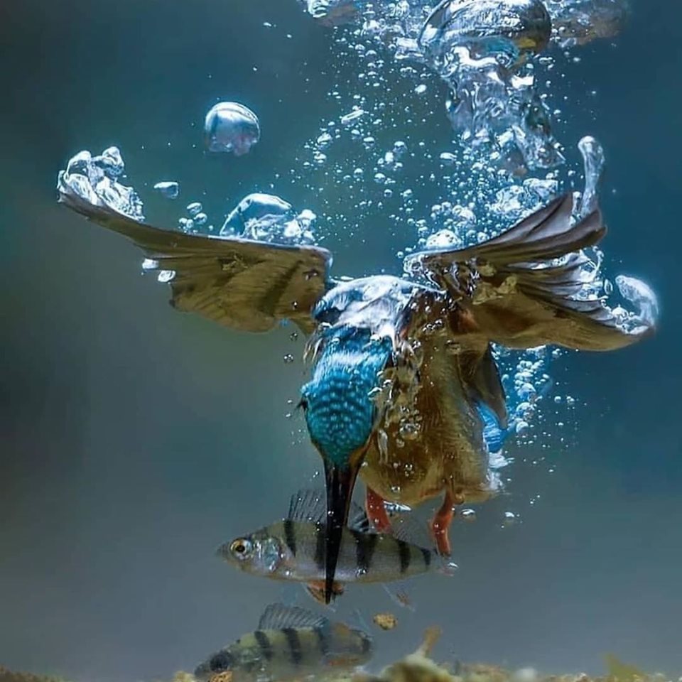 Chim bói cá - Kingfishers