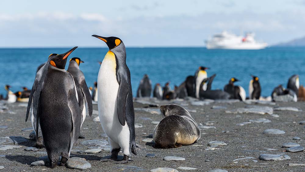 Đời sống tình dục trụy lạc của loài chim cánh cụt qua tài liệu khoa học