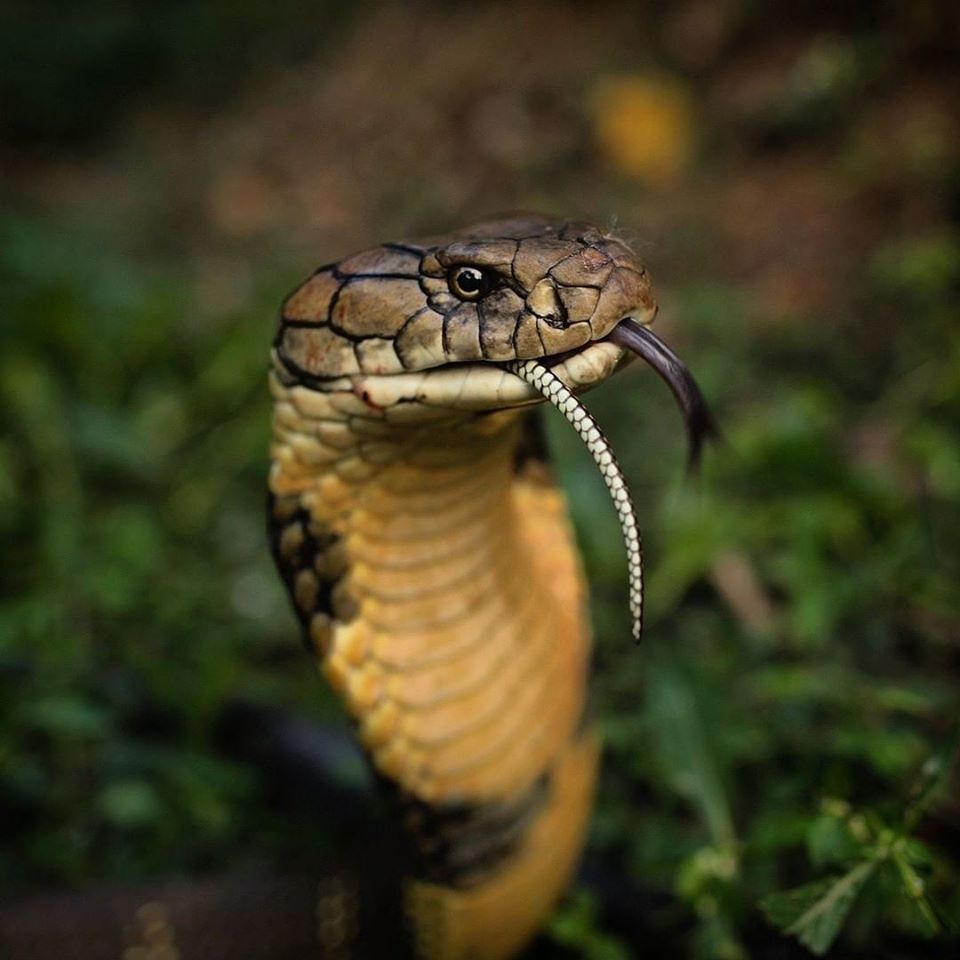 Rắn Hổ Mang Chúa - King Cobra