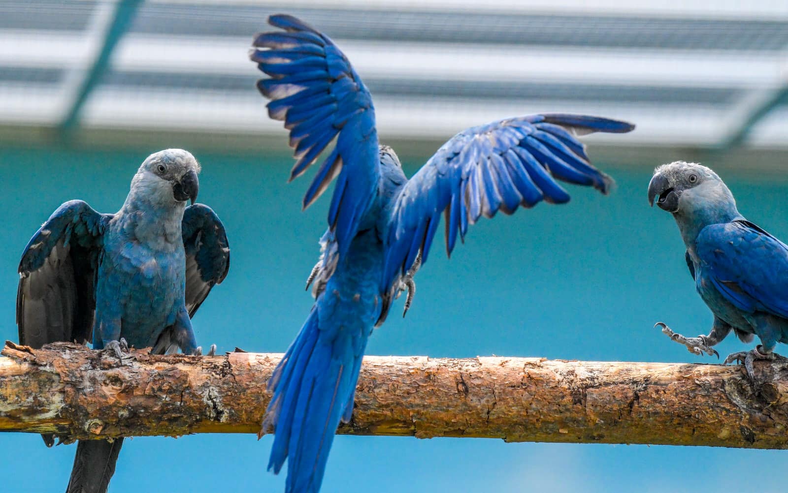 Loài vẹt có khả năng mổ xuyên qua vỏ dừa được săn lùng với giá 14.000 USD