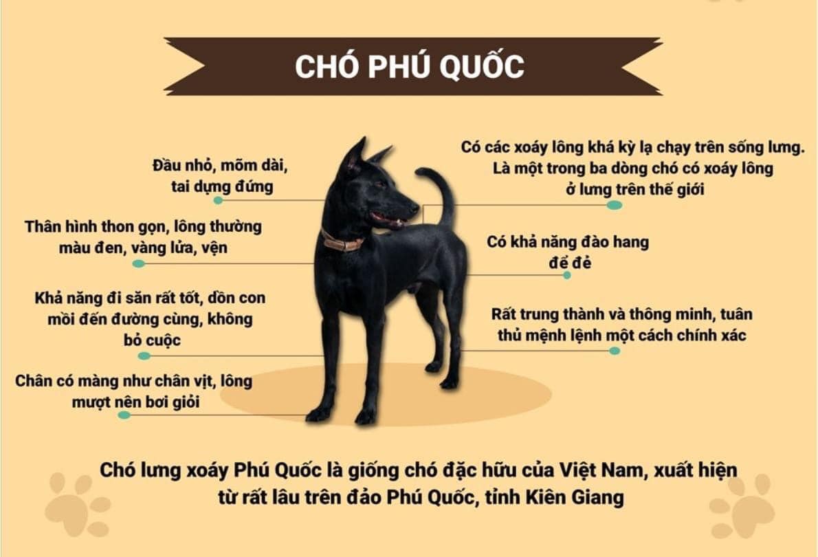Top 4 Quốc Khuyển Của Việt Nam