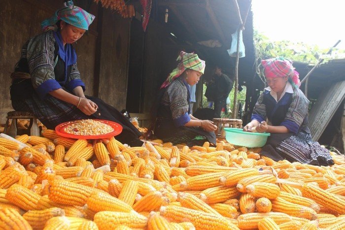 Ruou Ngo Bac Ha Huong Vi Cay Nong Cua Nui Rung Tay Bac