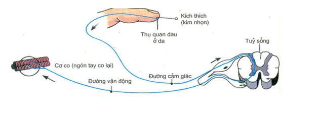 Làm thế nào con gà có thể chạy xung quanh sau khi đầu của chúng bị chặt ra