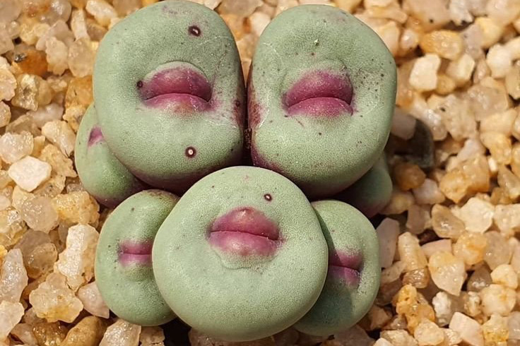 Conophytum Pageae - Loài cây có hình dạng giống đôi môi