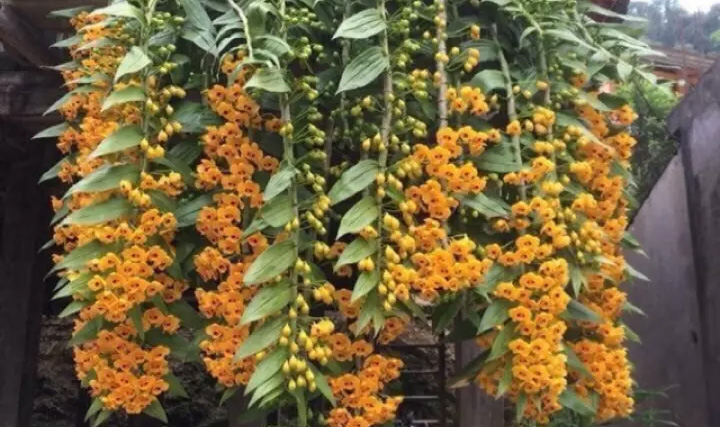 Lan Phi Điệp Vàng - Dendrobium Chrysanthum
